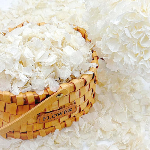 Woven basket filled with ivory white dried hydrangea petals, with more petals scattered around and a large hydrangea bloom to the right.