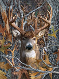 Close-up of a deer's head and antlers in a forest setting with autumn leaves and tree bark.
