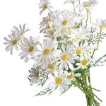 Bundle of 15 artificial white daisy flowers with yellow centers and green stems, isolated on white background.