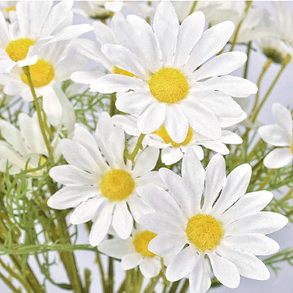 Close-up of white daisy flowers with yellow centers and green stems, soft focus background.