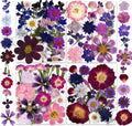 Assortment of purple, pink, and blue dried pressed flowers and petals arranged in four quadrants and on the right side.