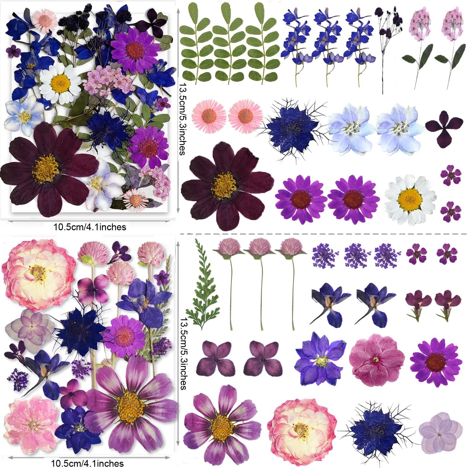 Assortment of purple dried pressed flowers and green leaves with dimensions labeled in cm and inches.