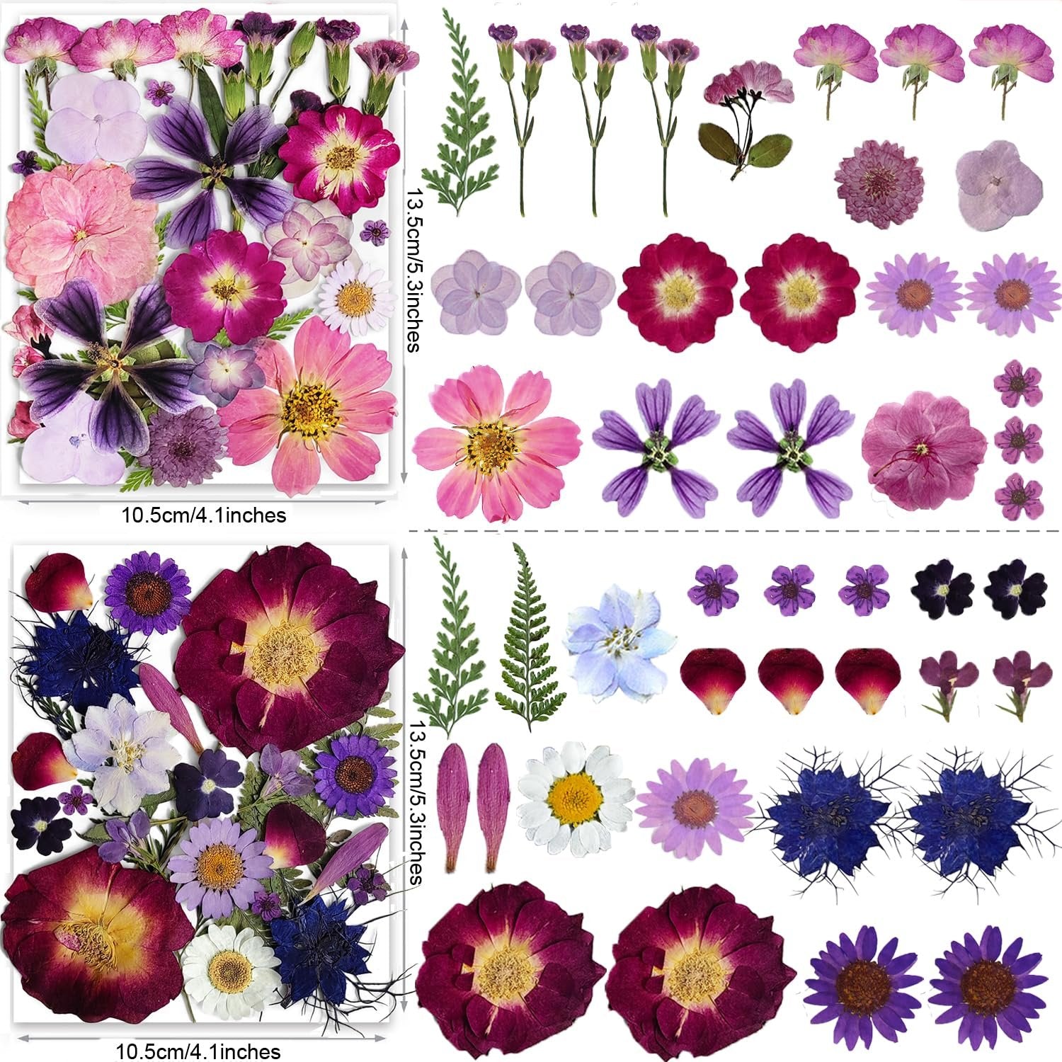 Two flat lays of dried pressed flowers in purple and pink hues, with dimensions indicated.