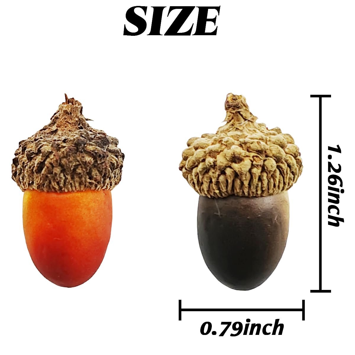 Two artificial acorns with natural caps shown with size dimensions, one orange and one dark brown.