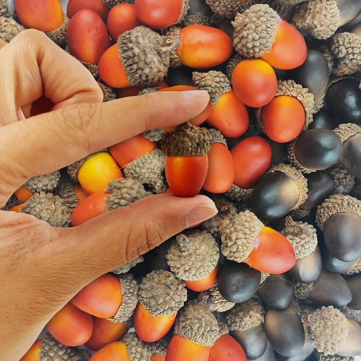Close-up of a hand holding a small artificial acorn with a natural cap, surrounded by a pile of similar acorns in red, orange, yellow, and black.
