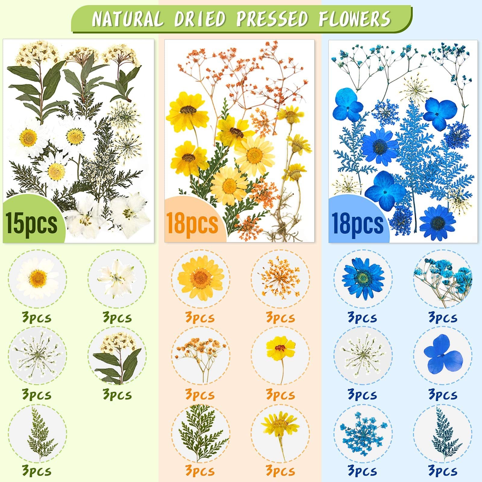 Collage of three panels showcasing different varieties of dried pressed flowers in white, yellow, and blue, with smaller circular insets detailing individual flower types and quantities.