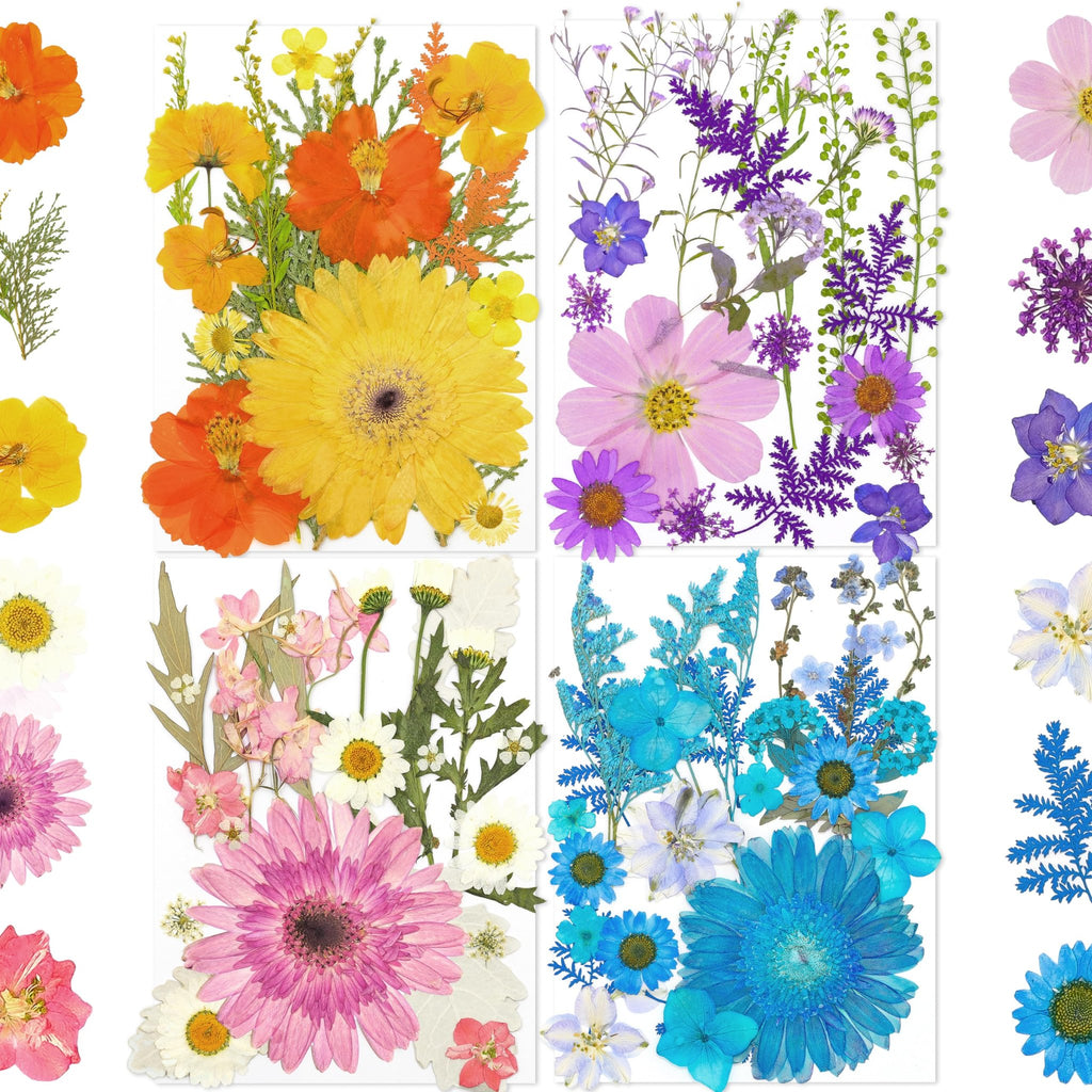 Collage of dried pressed flowers and leaves in various colors including orange, yellow, pink, purple, and blue, arranged on white backgrounds.