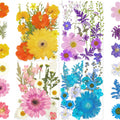 Collage of dried pressed flowers and leaves in various colors including orange, yellow, pink, purple, and blue, arranged on white backgrounds.