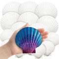 Hand holding a large, colorful scallop shell with a blue, purple, and pink gradient and pink dots. Several white scallop shells are visible in the background.