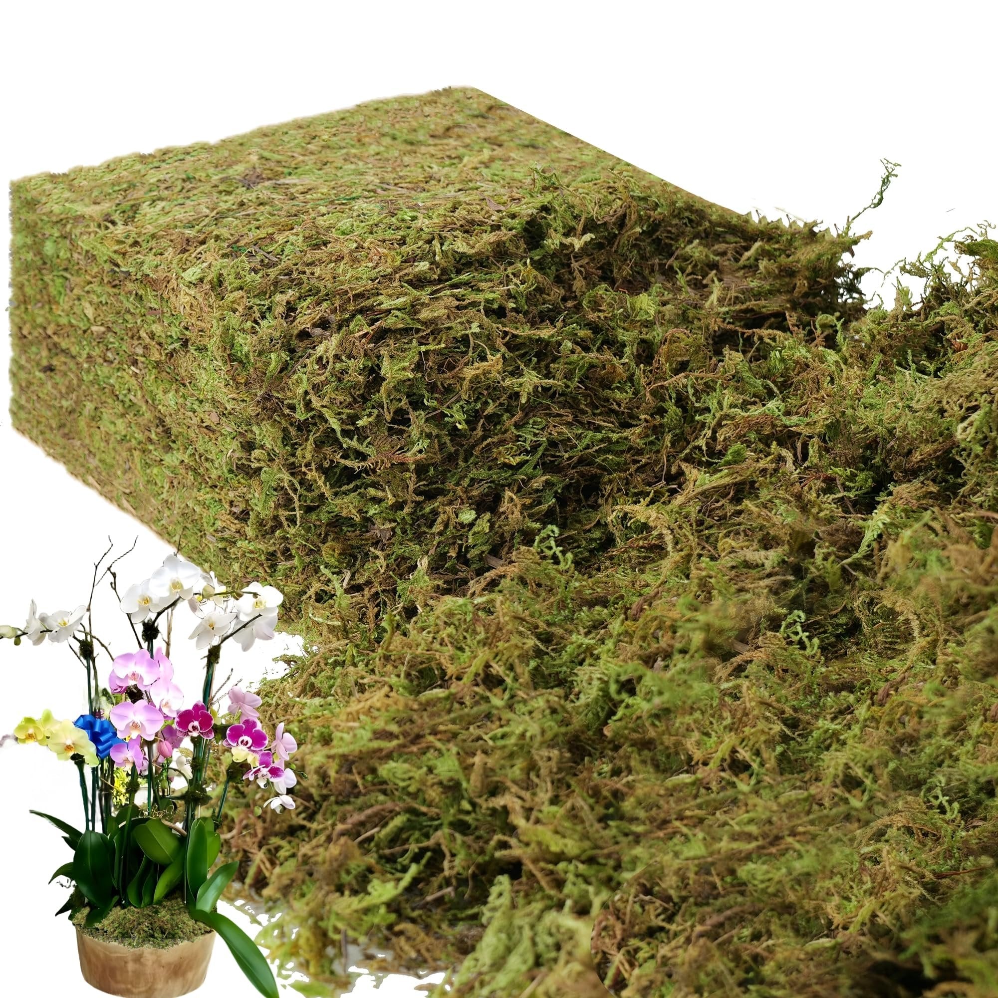 Block of green artificial moss with a potted orchid plant in the foreground on a white background
