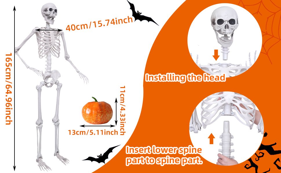 Posable Halloween skeleton and artificial pumpkin with assembly instructions and dimensions shown.