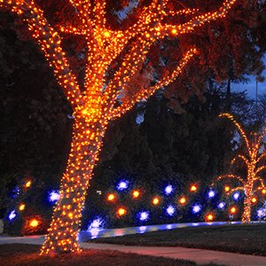 Two trees wrapped in orange mini string lights, with blue and orange lights on the ground in front.