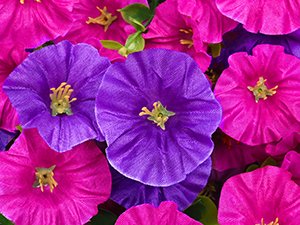 Close-up of artificial hanging petunia flowers in fuchsia and purple with yellow centers.