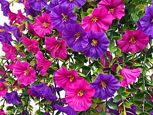 Two hanging artificial petunia flower arrangements with fuchsia and purple silk flower heads and green leaves.