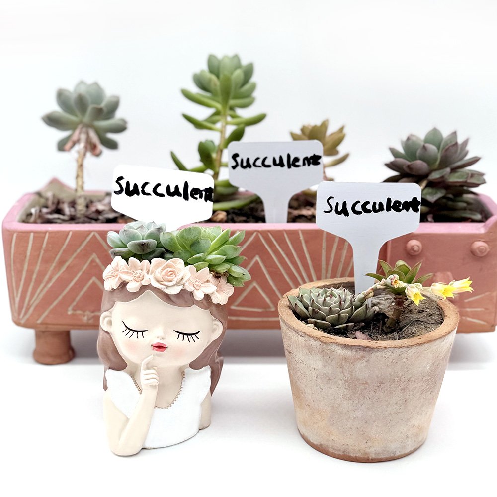 Succulent plants in decorative pots with plant markers