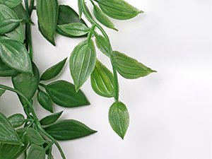 Close-up of artificial green mandala vine plant leaves against a white background.