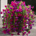 Hanging artificial morning glory flowers in purple and fuchsia colors, cascading from a planter.