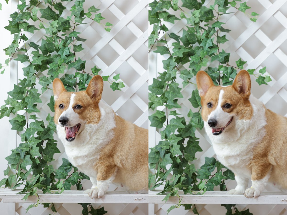 Two corgis sitting in front of artificial ivy garlands and a white lattice backdrop.
