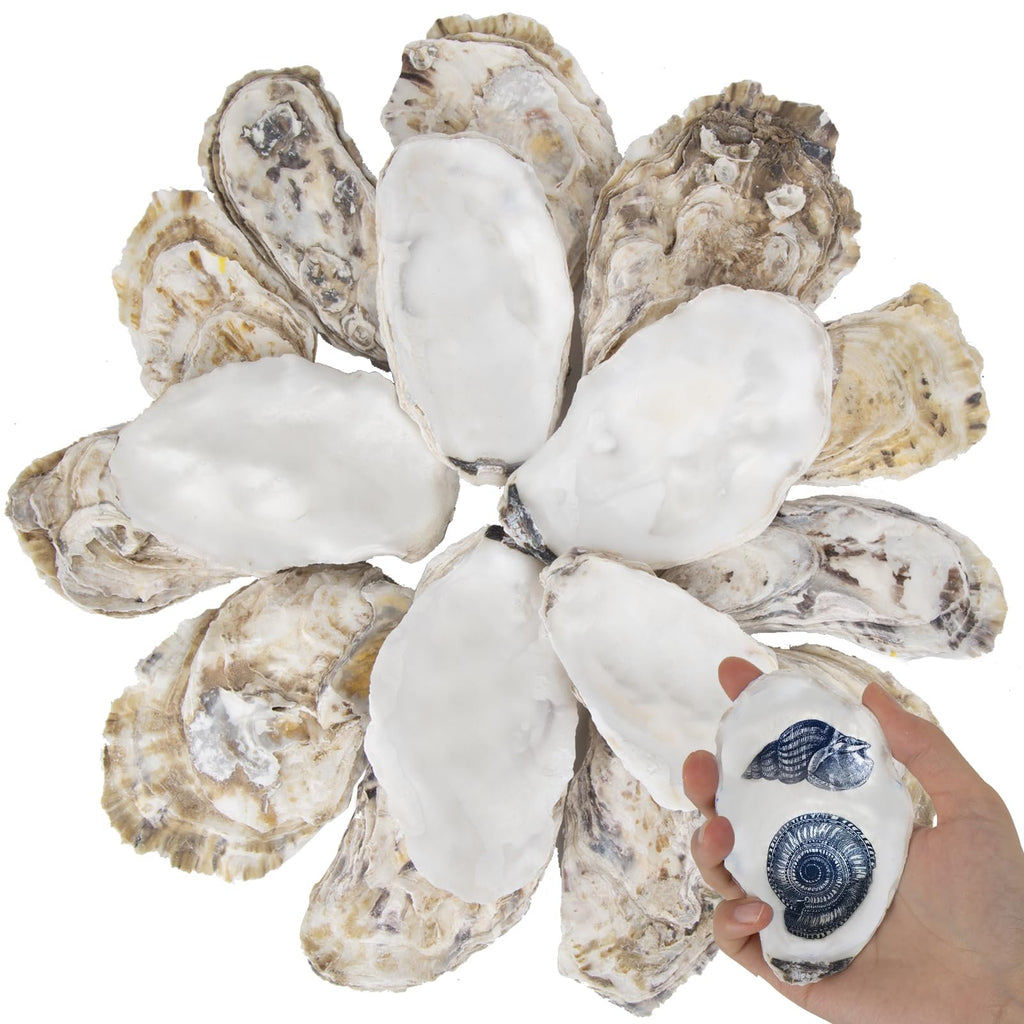 Hand holding a flat oyster shell with blue nautical designs, surrounded by a circular arrangement of natural oyster shells on a white background.