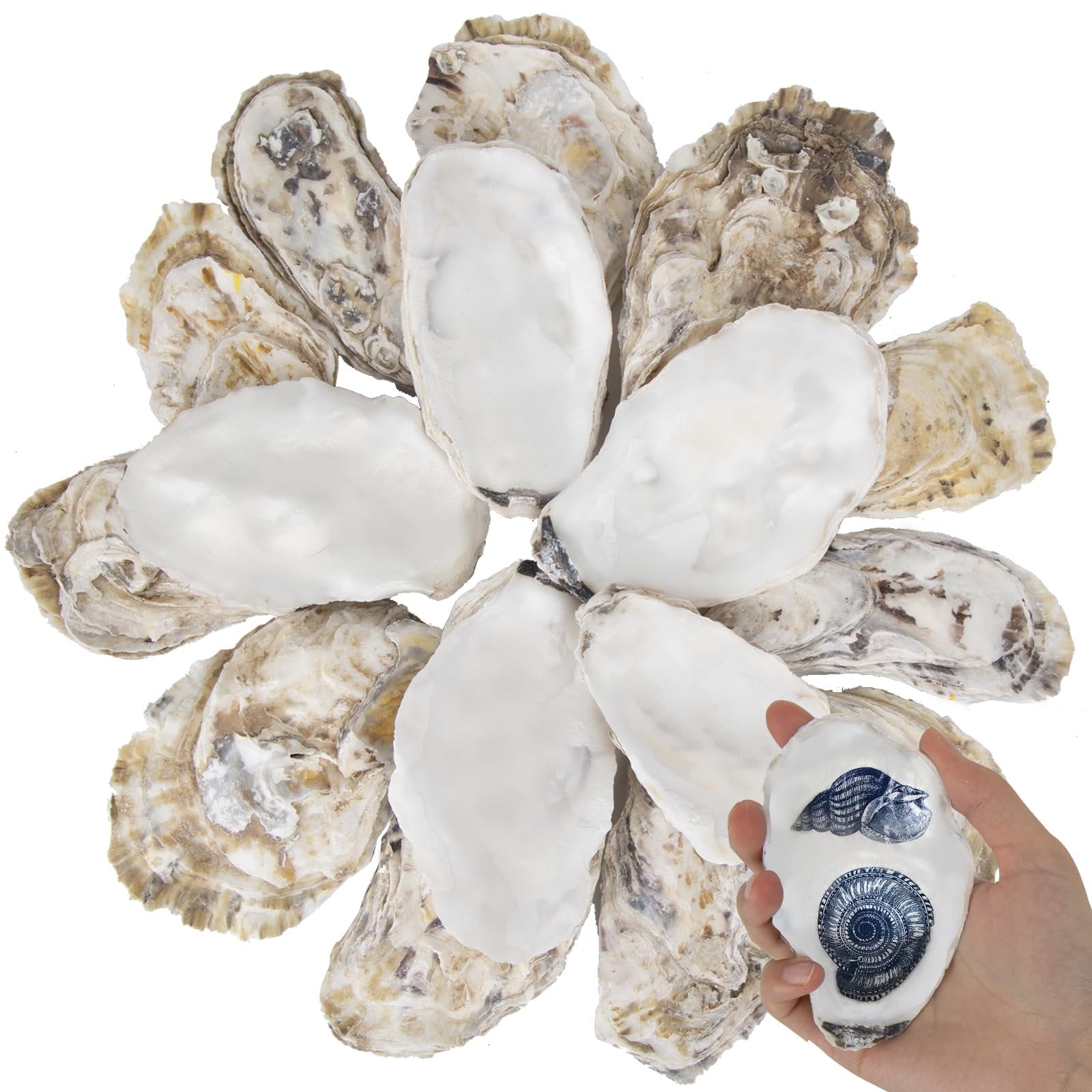 Hand holding a flat oyster shell with blue nautical designs, surrounded by a circular arrangement of natural oyster shells on a white background.