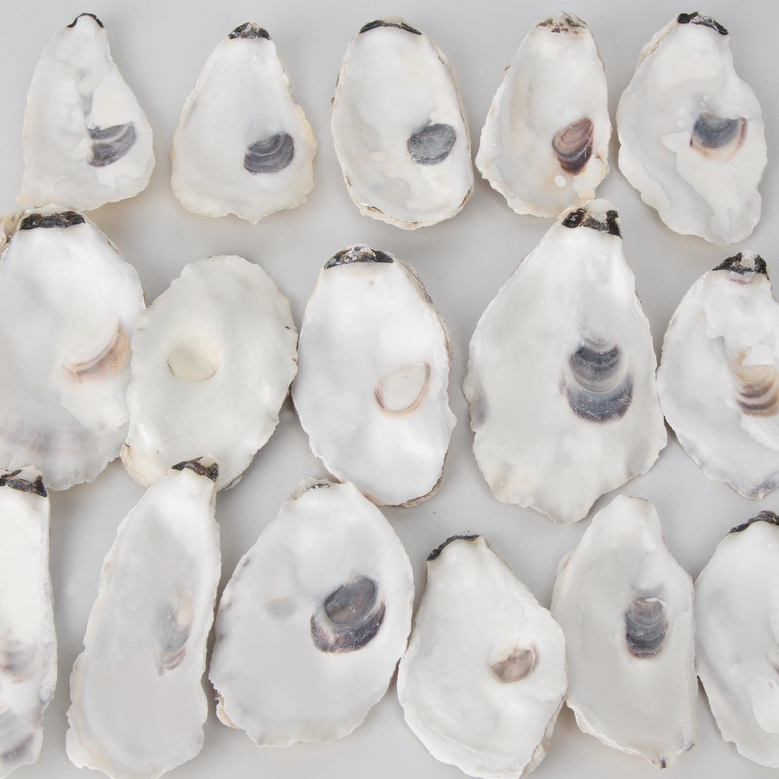 Flat oyster shells arranged in rows on a white background, showing their natural interior and edges.