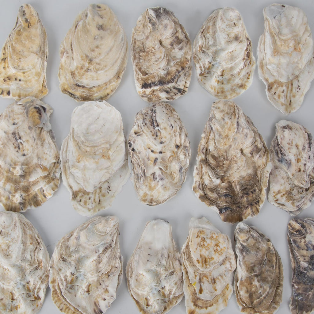 Flat oyster shells arranged in rows on a white background, showcasing natural textures and colors.