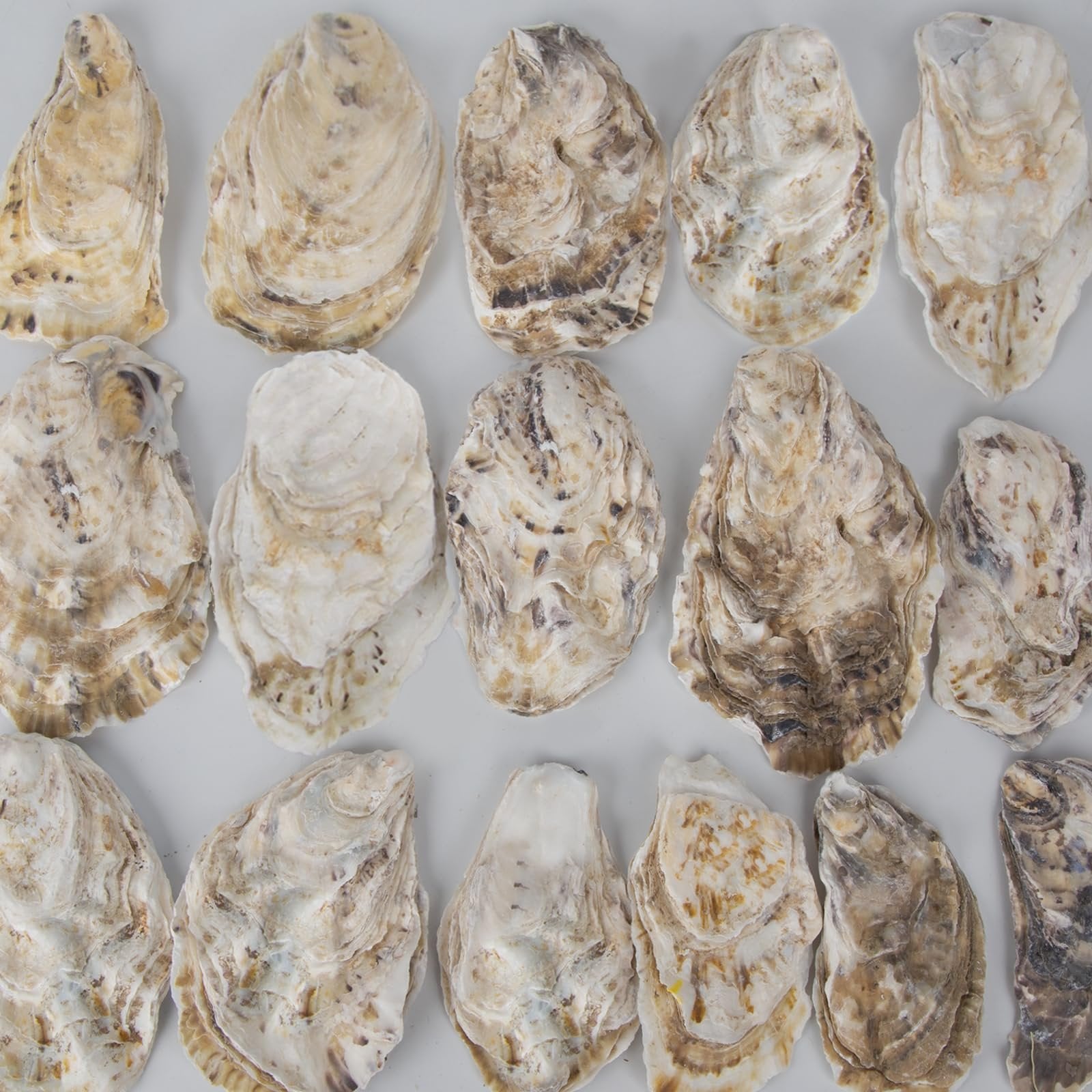 Flat oyster shells arranged in rows on a white background, showcasing natural textures and colors.