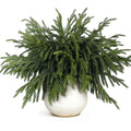 Artificial Norfolk pine branches in a white ceramic pot, isolated on white background.