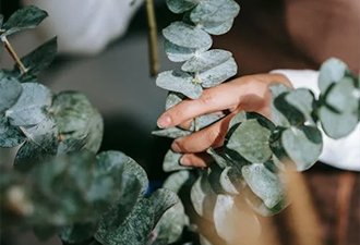 Hand arranging preserved dried eucalyptus stems, close-up view of green leaves and stem.