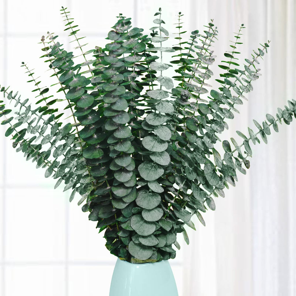 Bouquet of preserved dried eucalyptus stems in a light blue vase against a white curtain background.