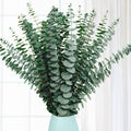 Bouquet of preserved dried eucalyptus stems in a light blue vase against a white curtain background.