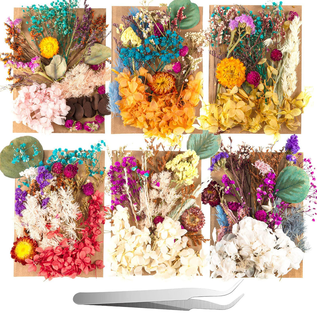 Assortment of colorful dried pressed flowers and leaves with tweezers on a white background