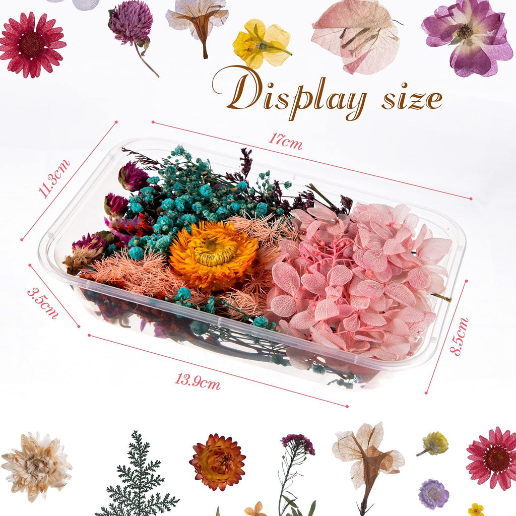 Assortment of dried pressed flowers and leaves in a clear plastic container with size dimensions overlaid