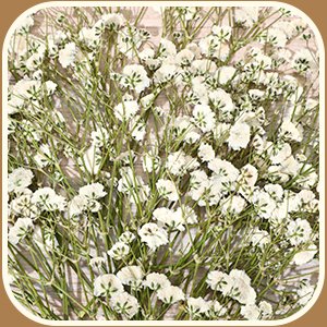 Close-up overhead view of a large bunch of dried white baby's breath flowers with delicate green stems.