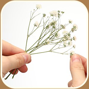 Hands holding a small bunch of dried white baby's breath flowers against a white background.