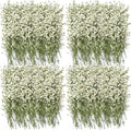 Four bunches of dried white baby's breath flowers arranged on a white background.