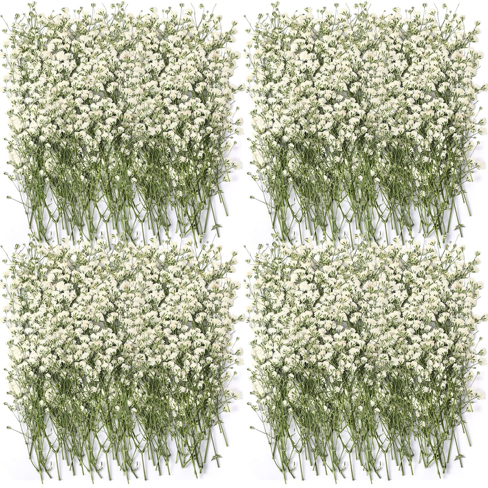 Four bunches of dried white baby's breath flowers arranged on a white background.
