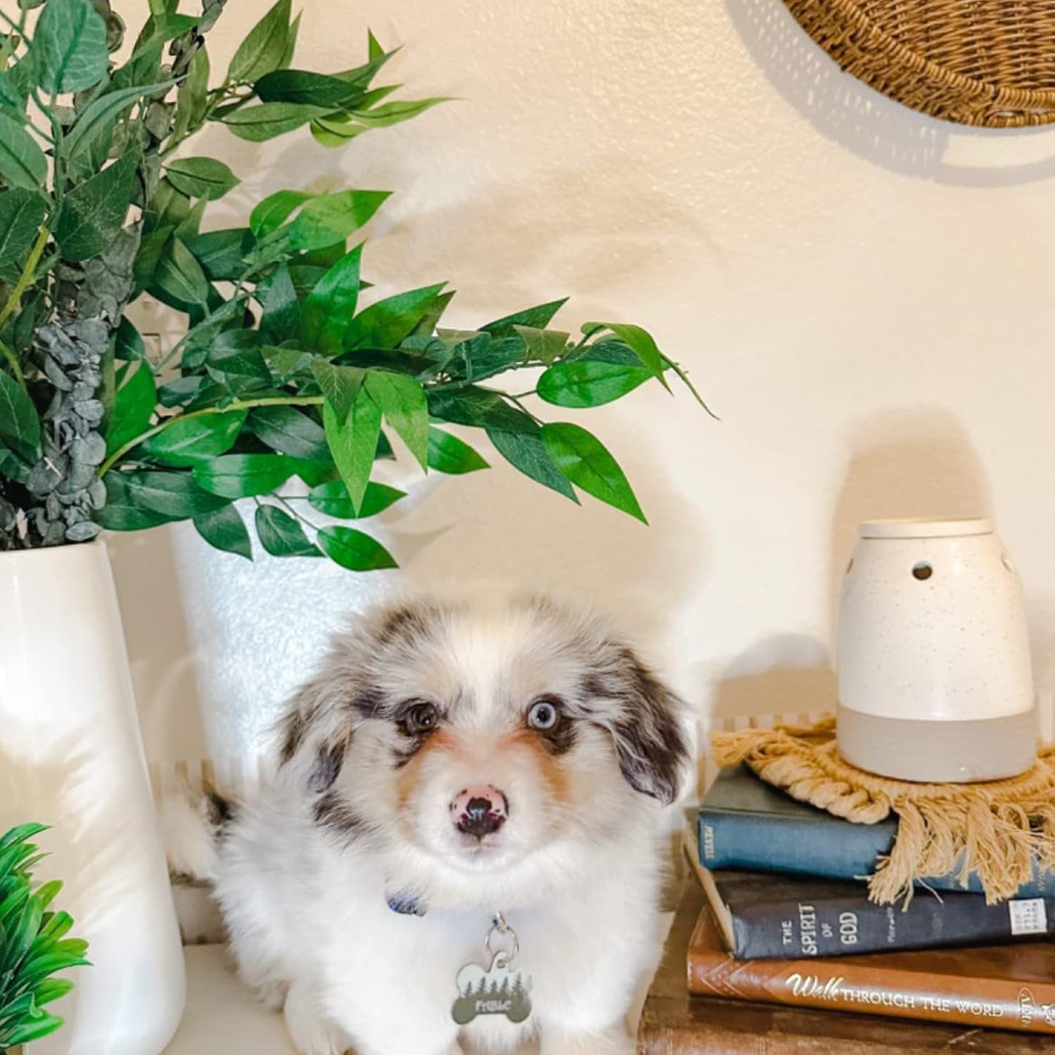 Fluffy puppy with blue and brown eyes sits next to artificial greenery and books.
