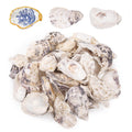 Pile of natural oyster shells with a single decorative shell on a white background