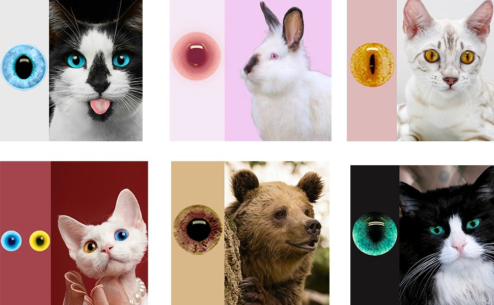 Collage of animal eyes and faces, including cats, a rabbit, and a bear.