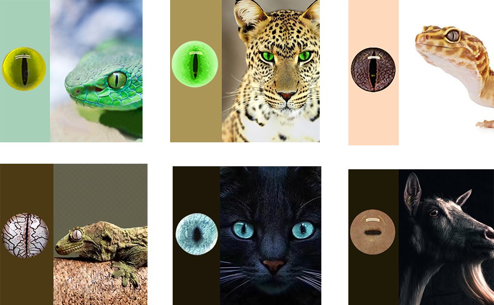 Collage of animal eyes and faces, including snake, leopard, gecko, black cat, and goat.
