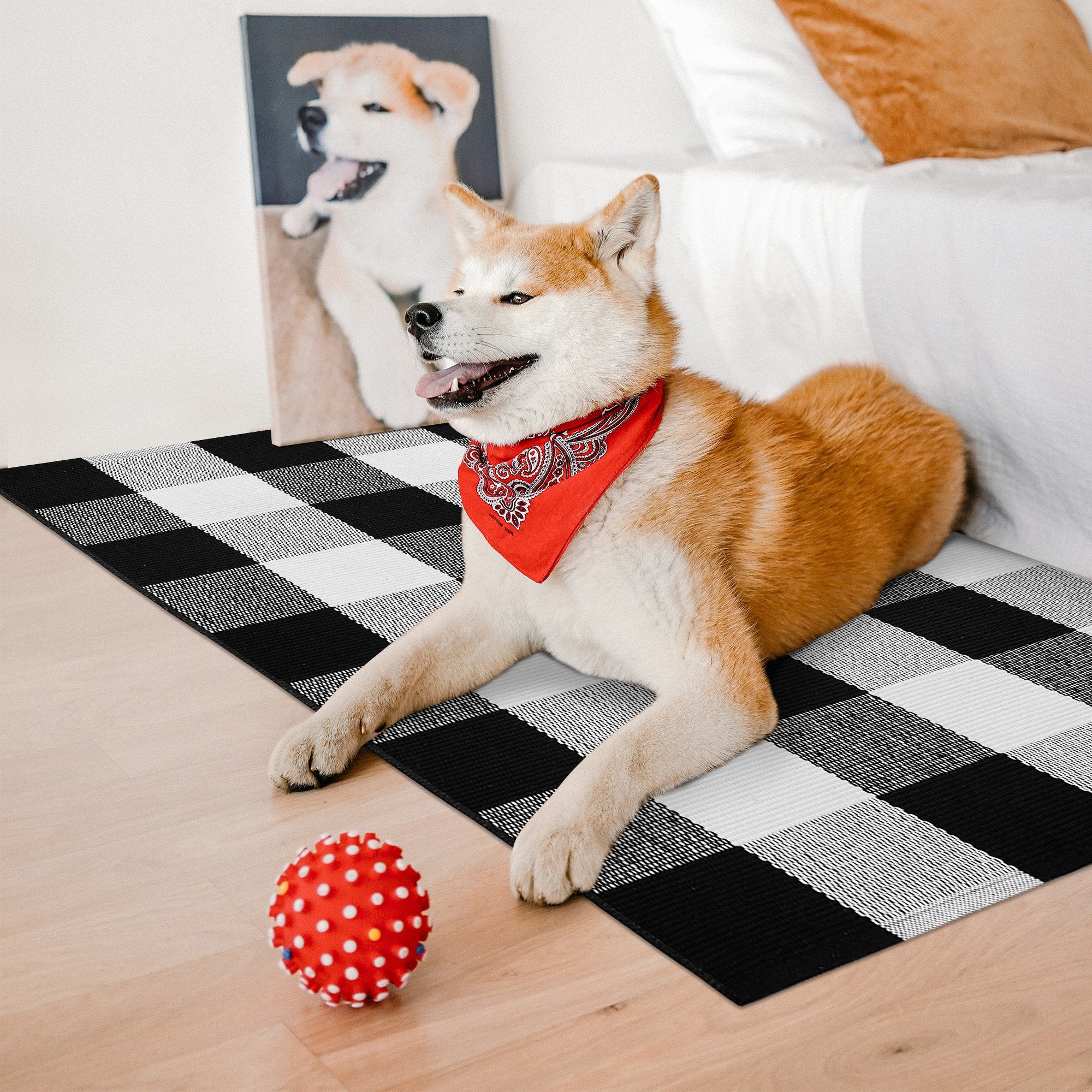 Akita dog wearing a red bandana lies on a black and white buffalo plaid rug next to a red polka dot ball. A framed picture of a similar dog is behind it.
