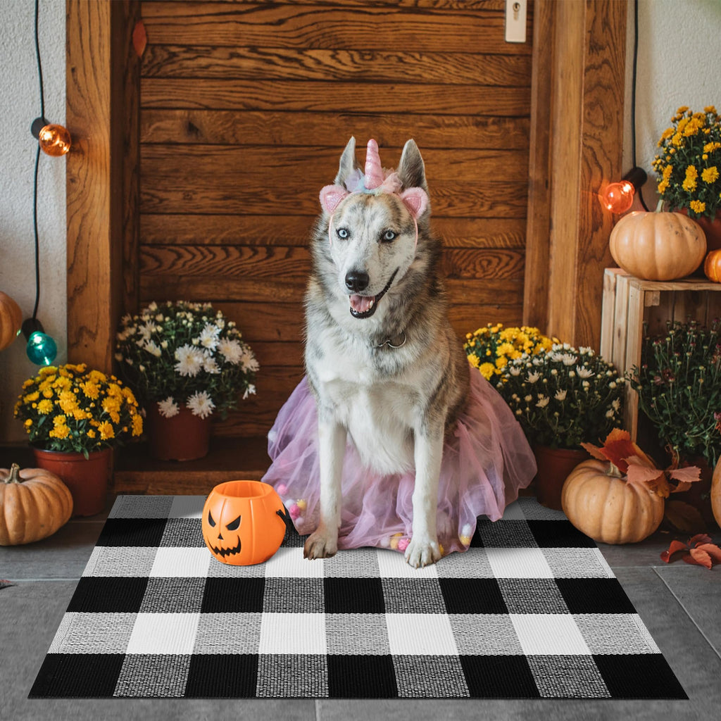 Husky dog wearing a pink tutu and unicorn headband sits on a black and white buffalo plaid rug, surrounded by pumpkins and mums.