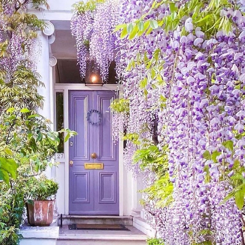 Purple front door with cascading purple wisteria flowers and a potted plant on the side.