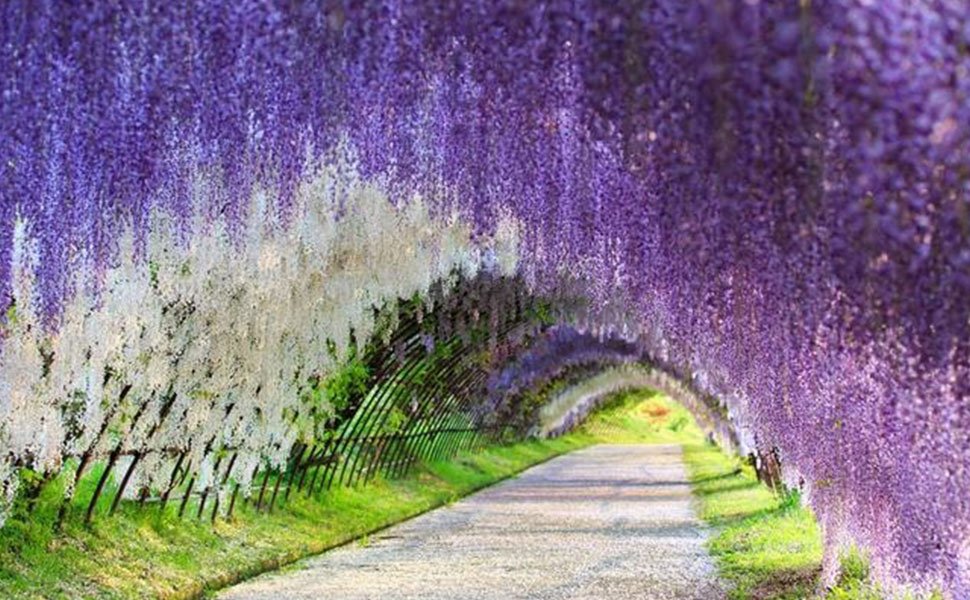 Tunnel of purple and white wisteria flowers arching over a paved path with green grass and foliage.
