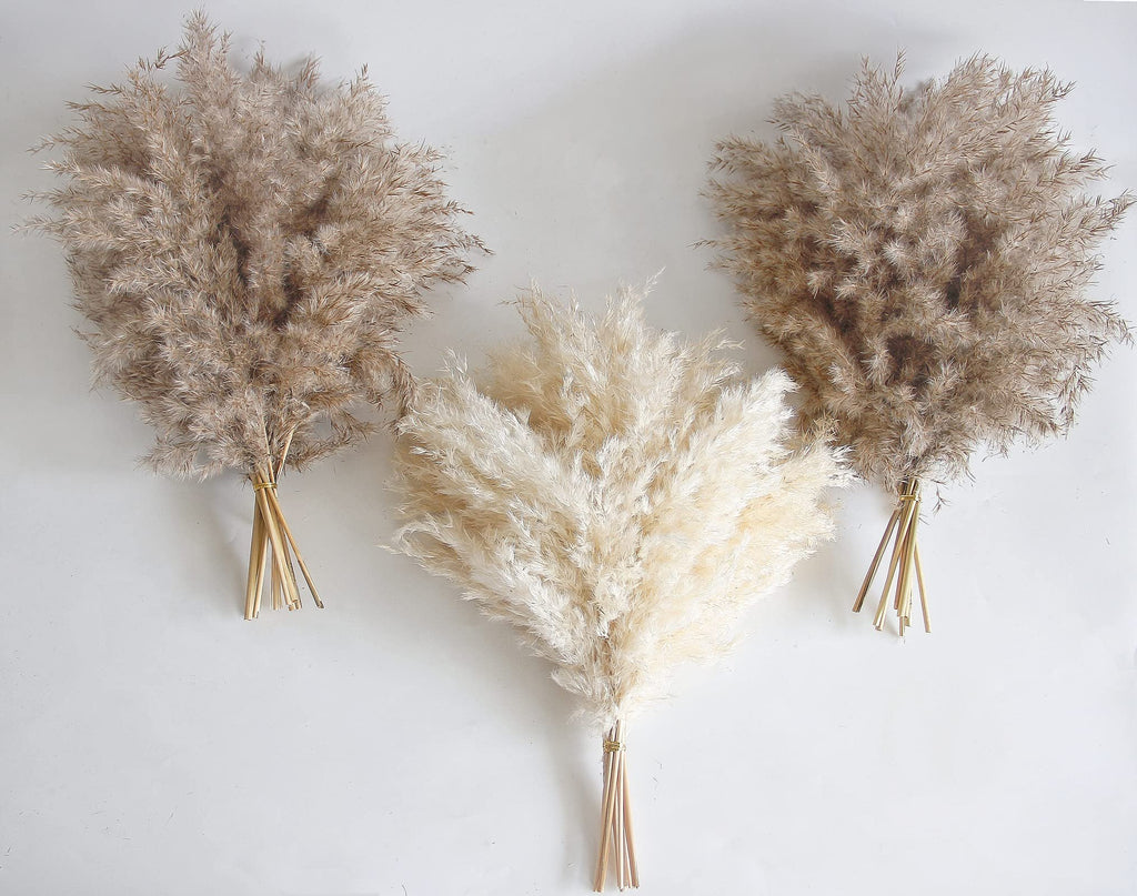 Three bundles of dried pampas grass, one white and two brown, arranged on a white background.