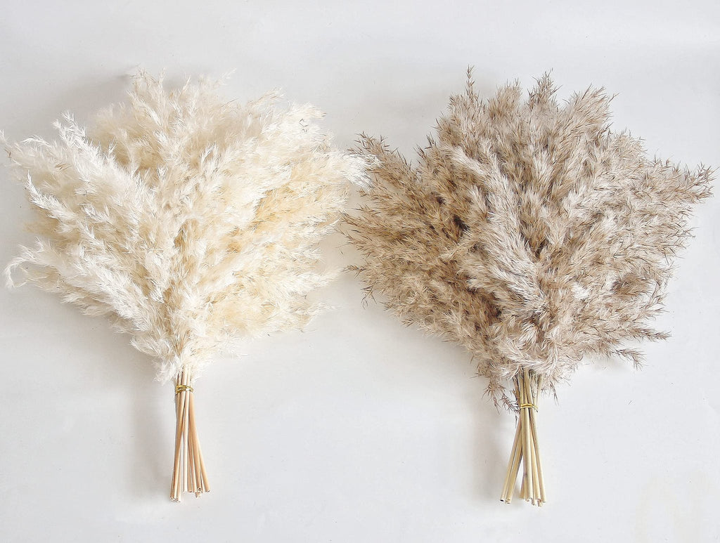 Two bundles of dried pampas grass, one cream and one brown, tied with thin gold wire on a white background.