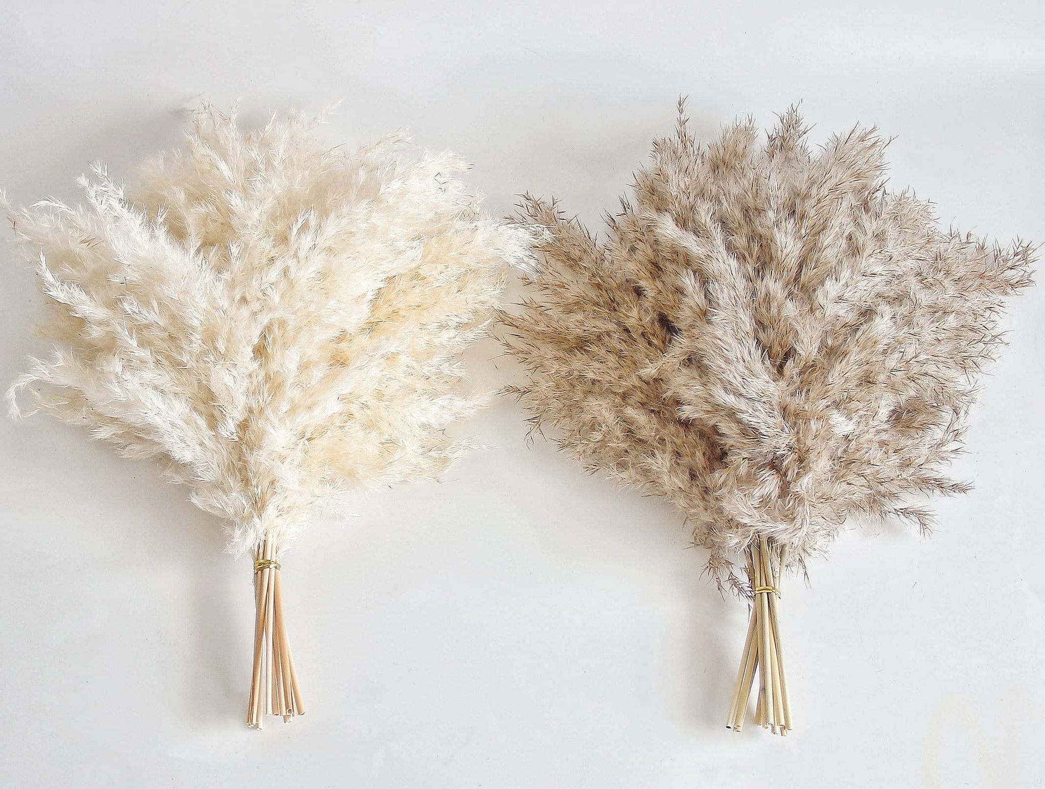 Two bundles of dried pampas grass, one cream and one brown, tied with thin gold wire on a white background.