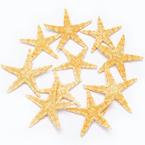 A circular arrangement of natural dried starfish on a white background.