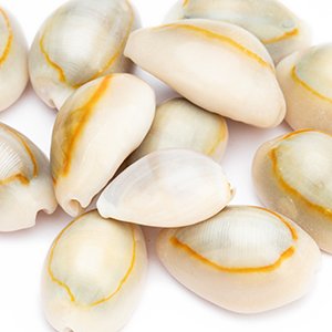 Pile of natural cowrie shells with white and orange markings on a white background.